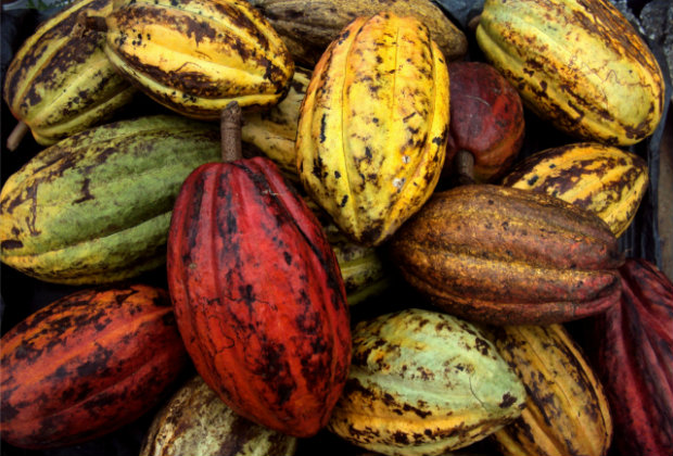 Cacao Venezolano