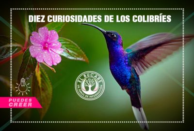 colibríes