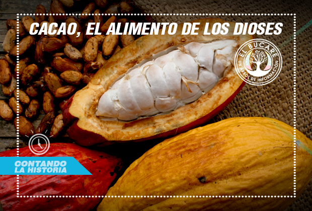 el cacao